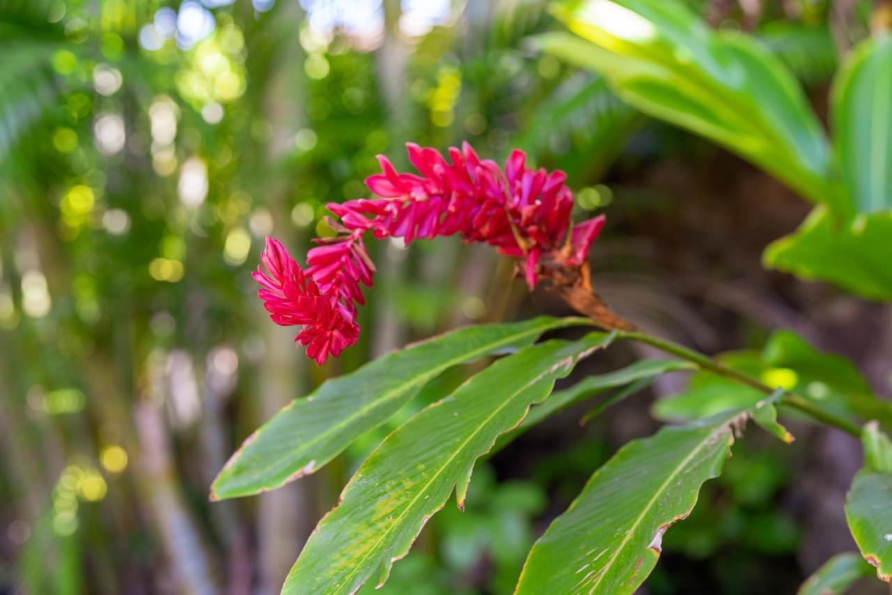 Noahs Hideaway Luxury B&B Lahaina Exterior foto